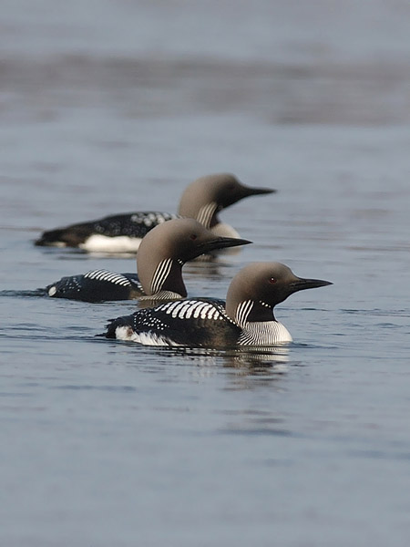 Kuikka, Black-throated Diver, Gavia arctica